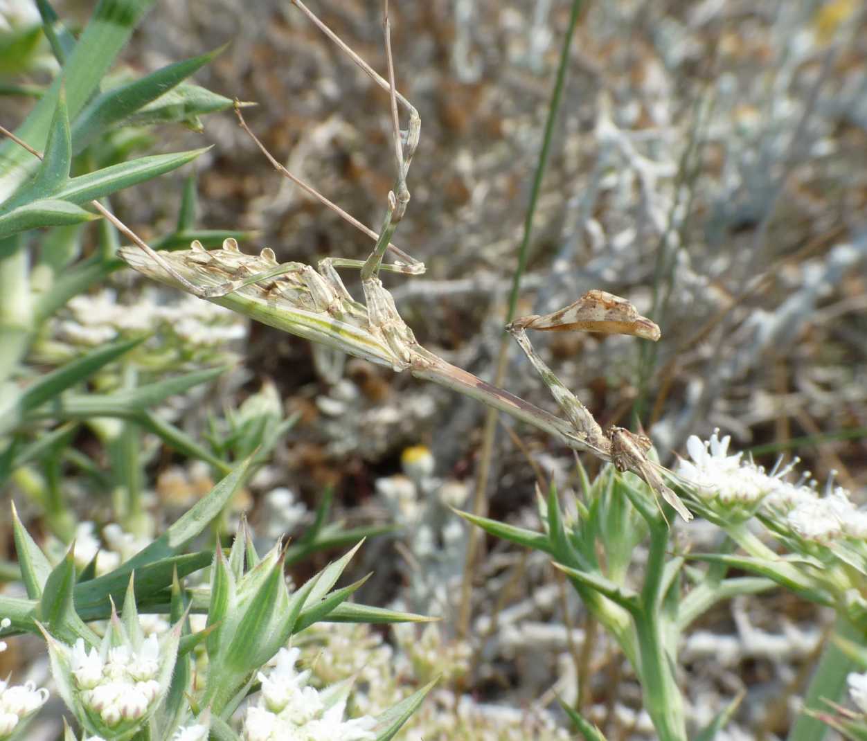 Empusa pennata ♀